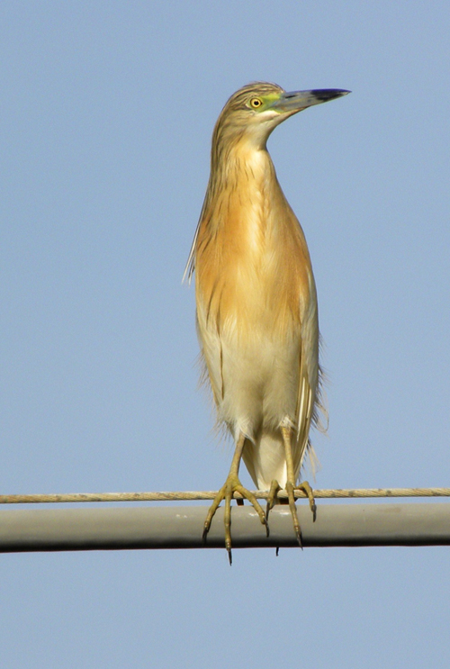 Sgarza ciuffetto